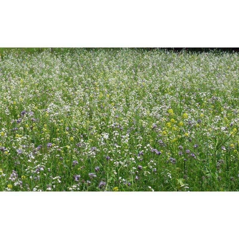 Bienenmischung (1 Jahr alt) 1kg